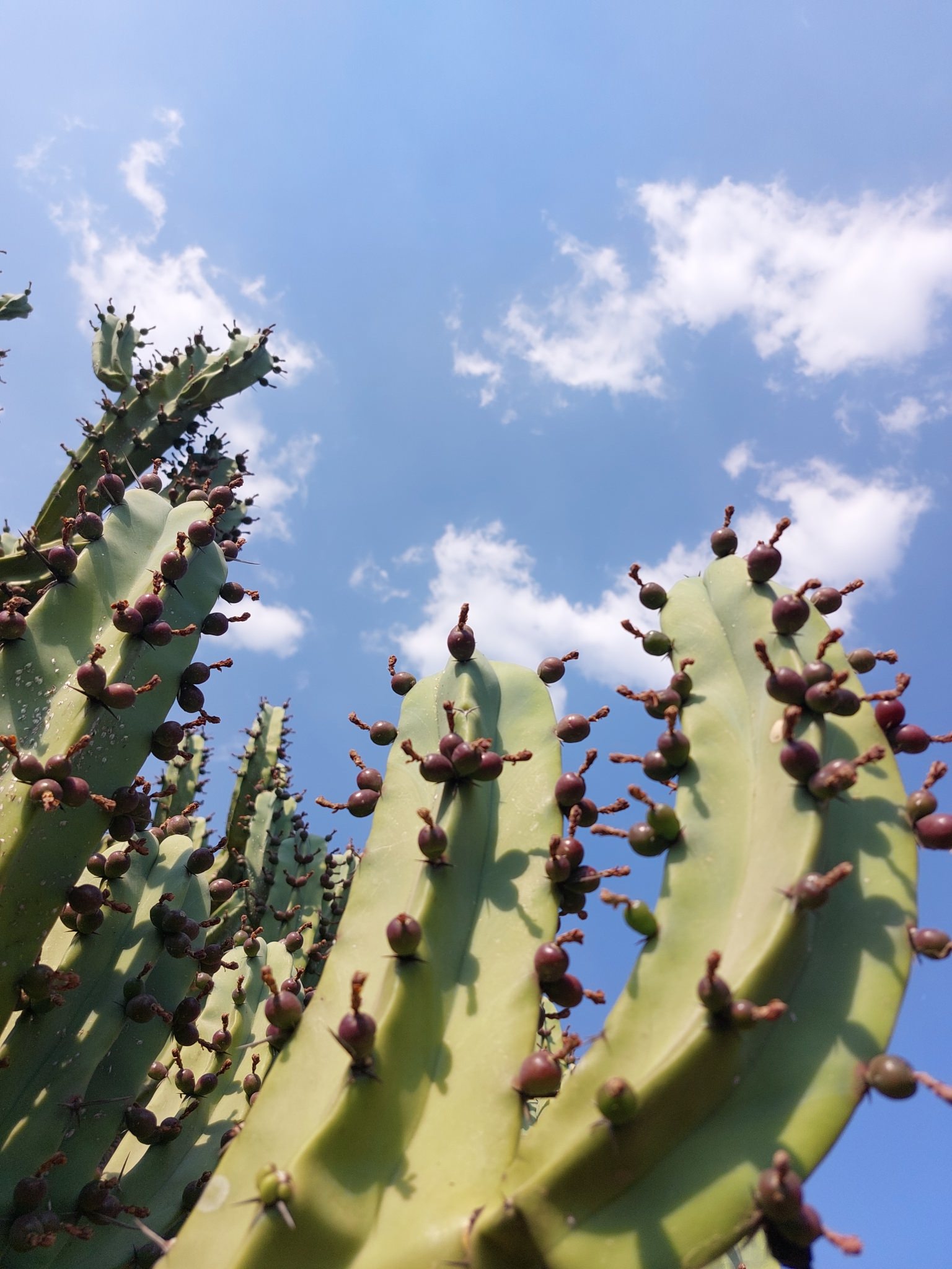 Myrtillocactus geometrizans